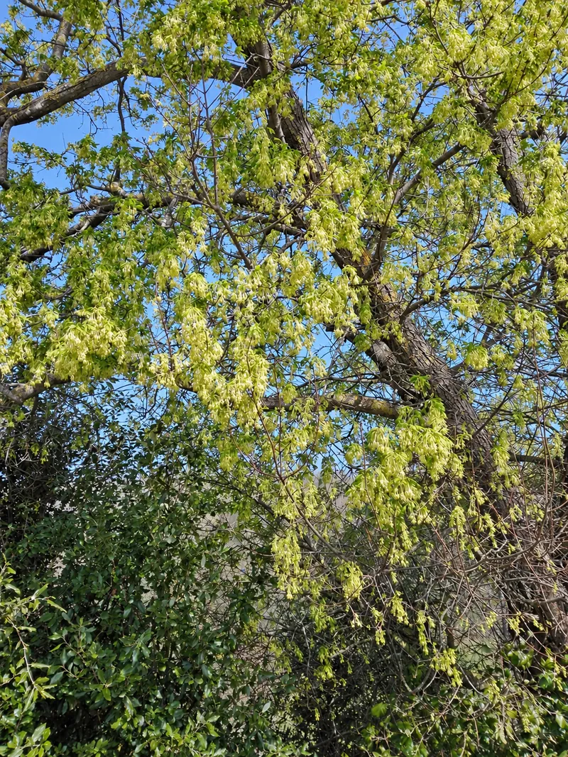Albero in fiore contro il cielo azzurro