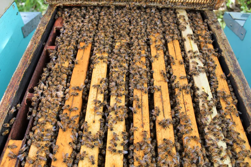 Arnia aperta al sole, coi telaini pieni di api