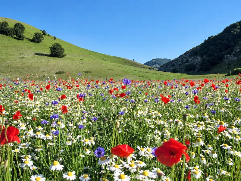 Prato di papaveri, fiordalisi e margherite fra le colline